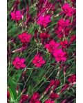 Гвоздика трав'янка Еректус | Гвоздика травянка Эректус | Dianthus deltoides Erectus